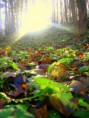 /album/landscape/sun-rays-jpg/